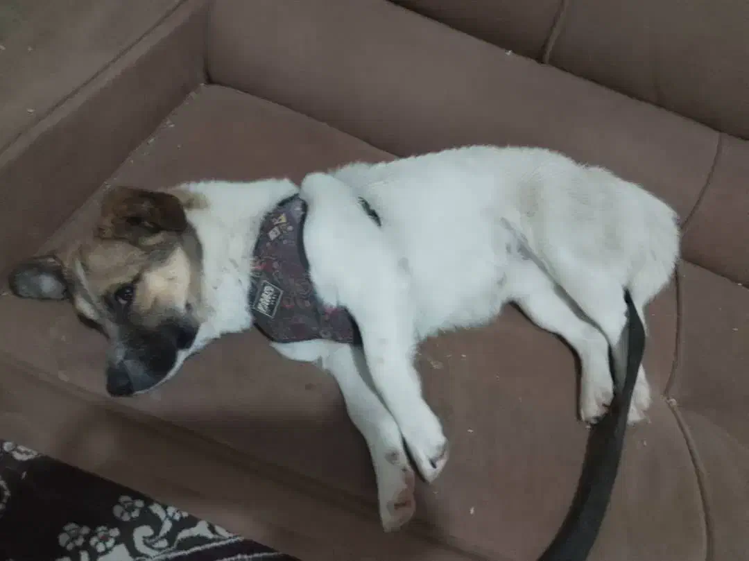 گمشده|حیوانات|شیراز, شهرک گلها|دیوار