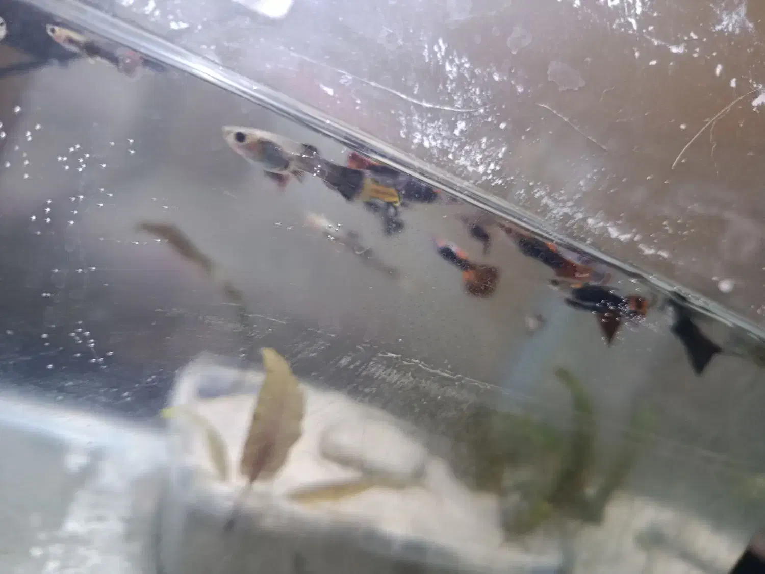 ماهی گوپی|ماهی|ارومیه, |دیوار