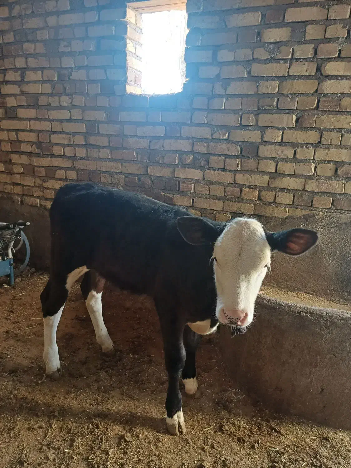 یک عدد گاوشیری|حیوانات مزرعه|قیدار, |دیوار