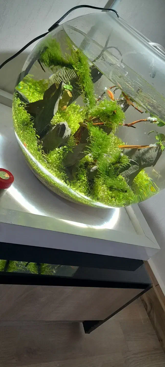 تنگ گیاهی همراه با ماهی|ماهی|تبریز, |دیوار