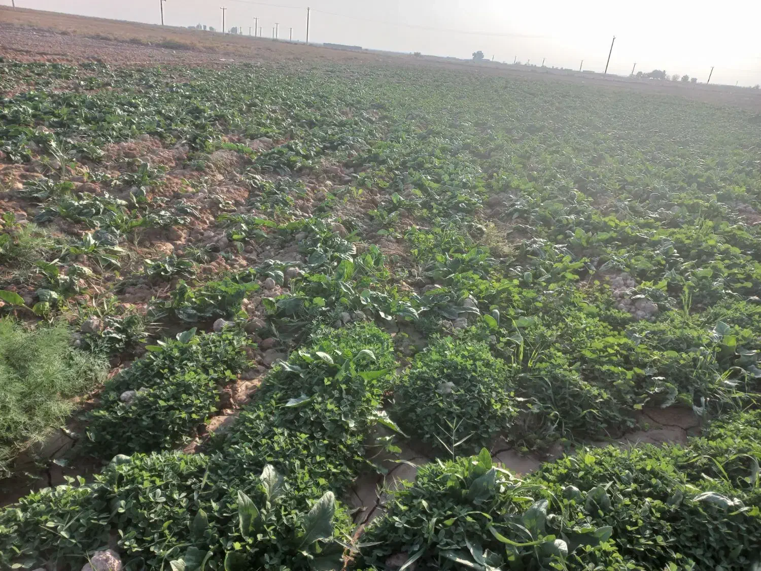 سلام سبزی شوید وگشنیز واسفناج تمیز|خوردنی و آشامیدنی|گرمسار, |دیوار