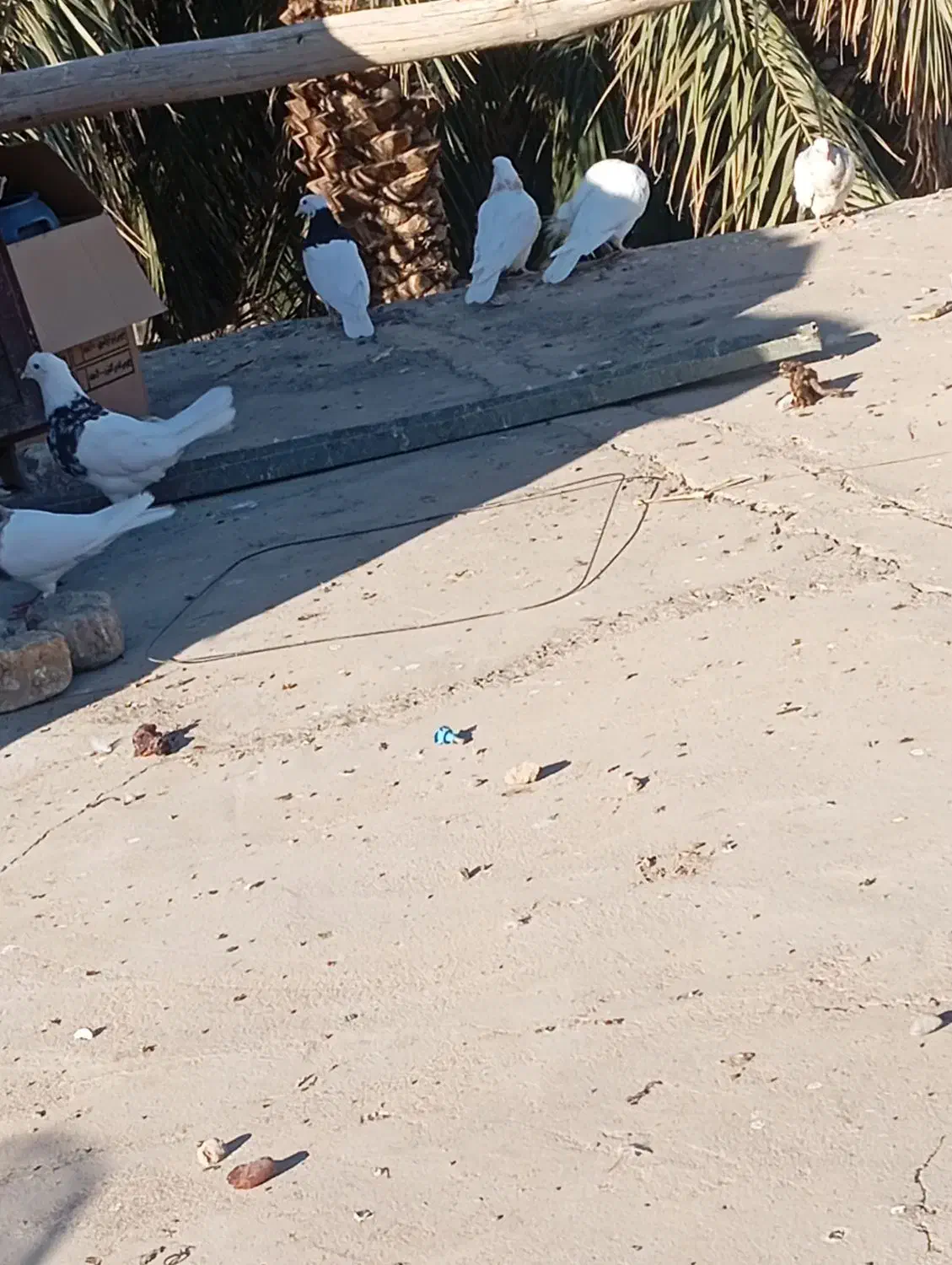 کبوتر|پرنده|نرماشیر, |دیوار