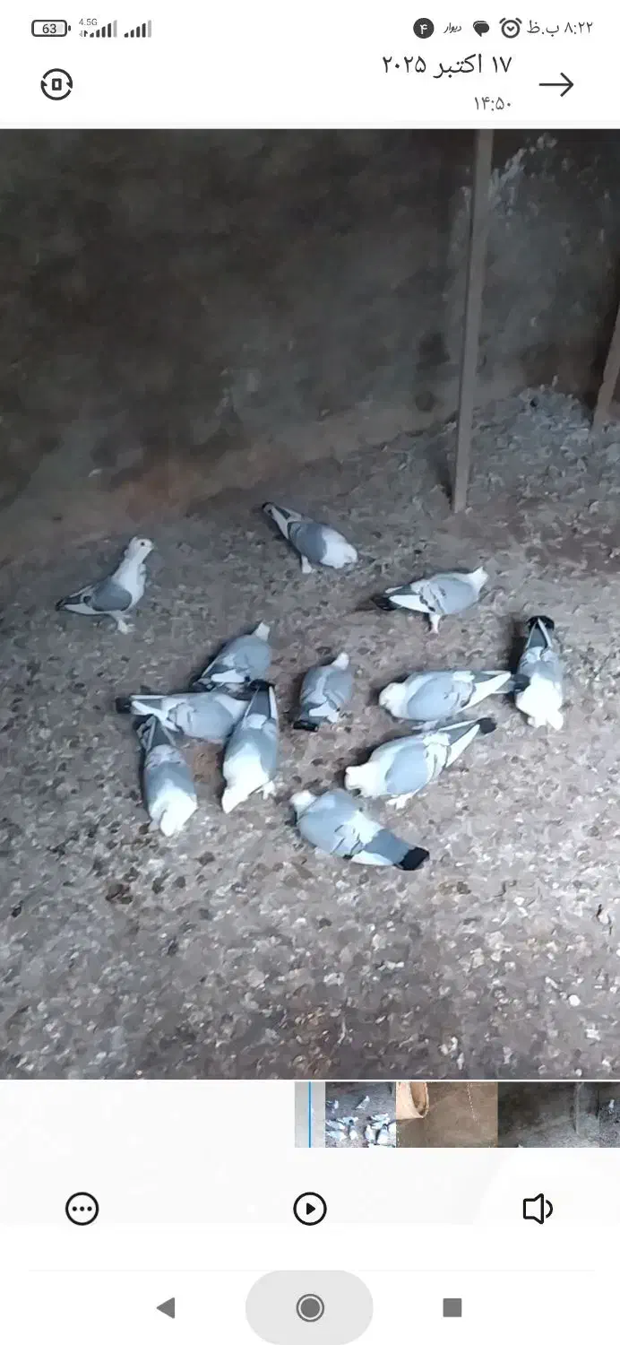 کبوتر پلژیکی|پرنده|قائم‌شهر, |دیوار