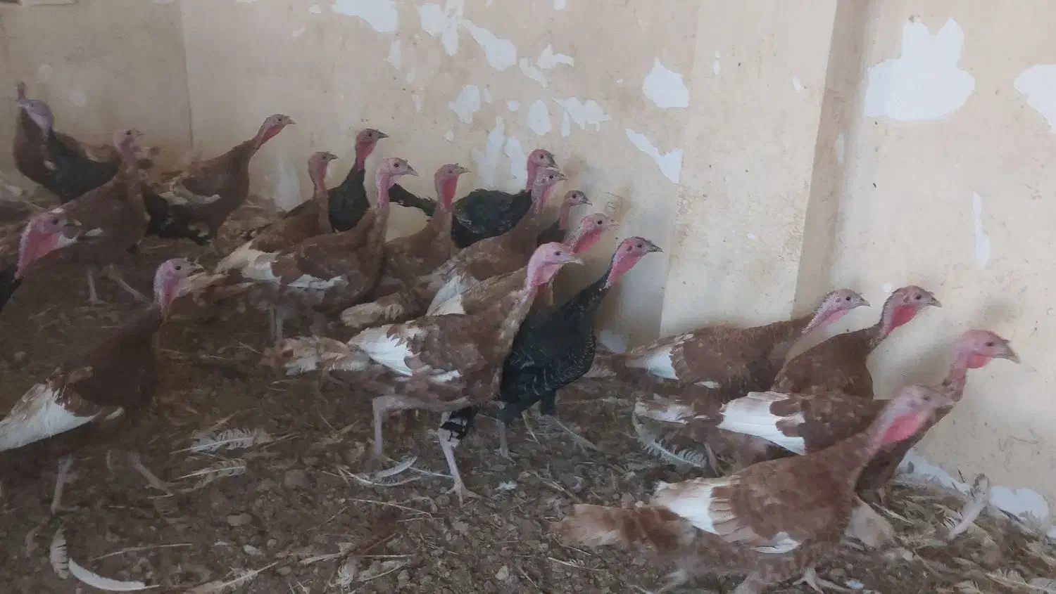 ۱۸عددبوقلمون نر وماده|حیوانات مزرعه|زیویه, |دیوار