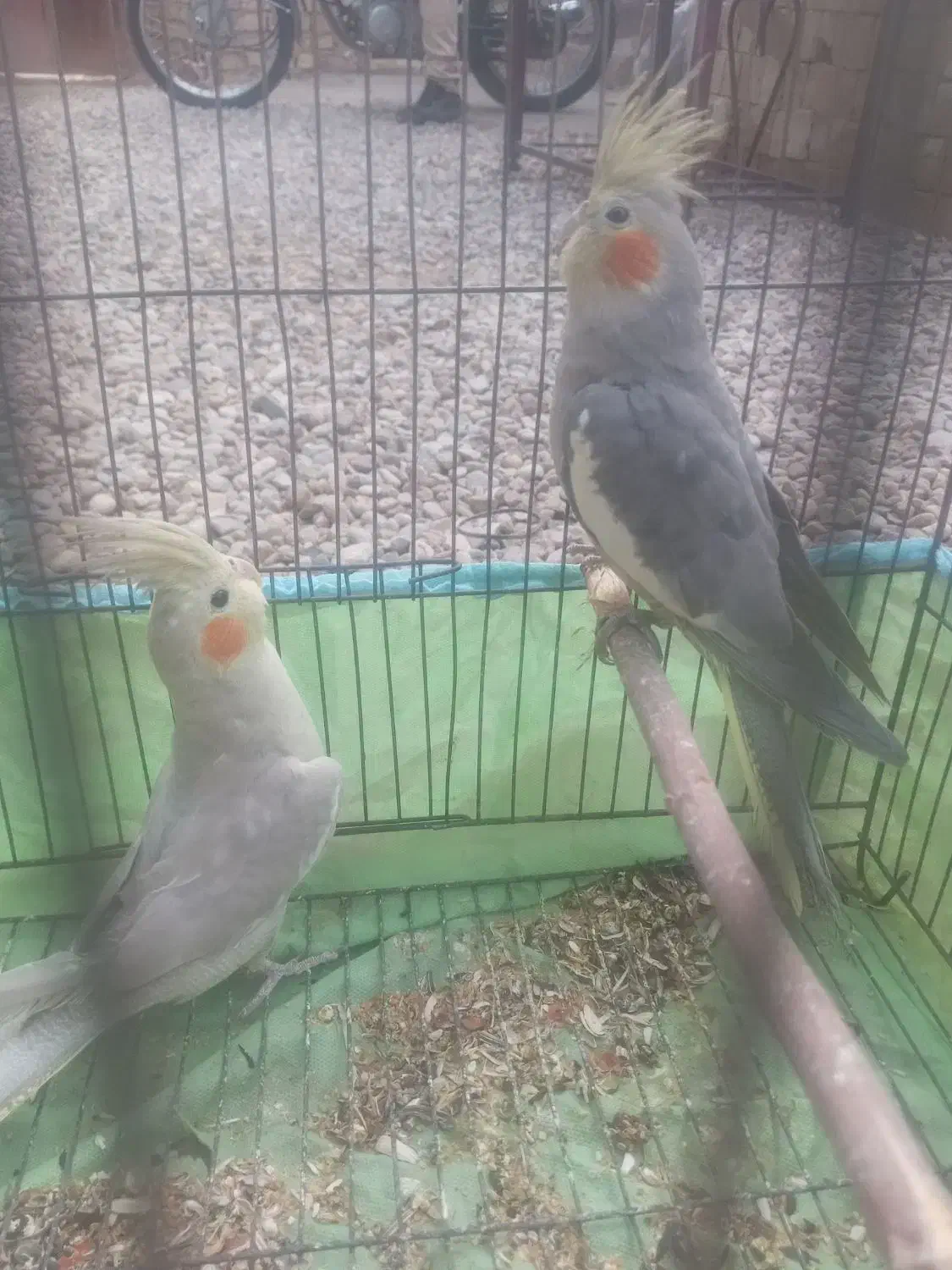 عروس هلندی  بالغ|پرنده|کرخه, |دیوار