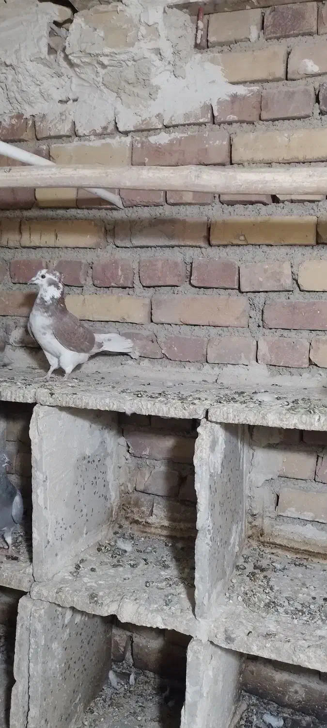 گرگی کاکولی|پرنده|ارومیه, |دیوار