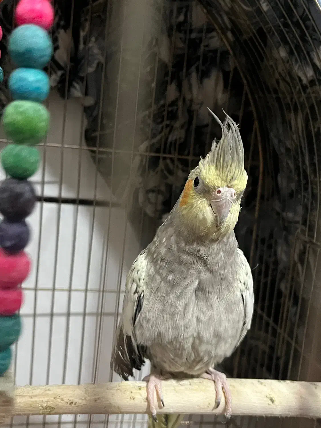 عروس هلندی ماده|پرنده|گرمسار, |دیوار