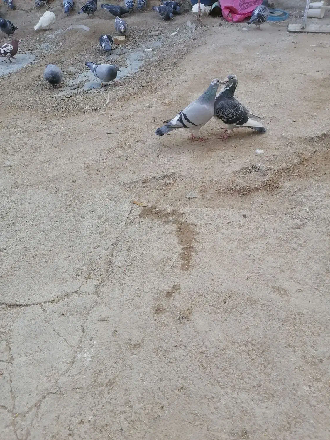 کبوتر مسافتی|پرنده|بجنورد, |دیوار