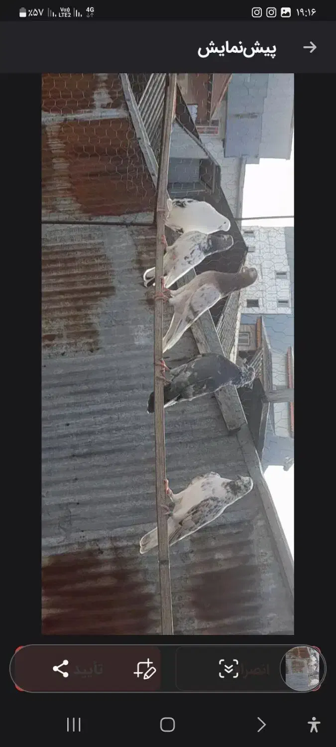 کبوتر پرشی|پرنده|رشت, باهنر|دیوار