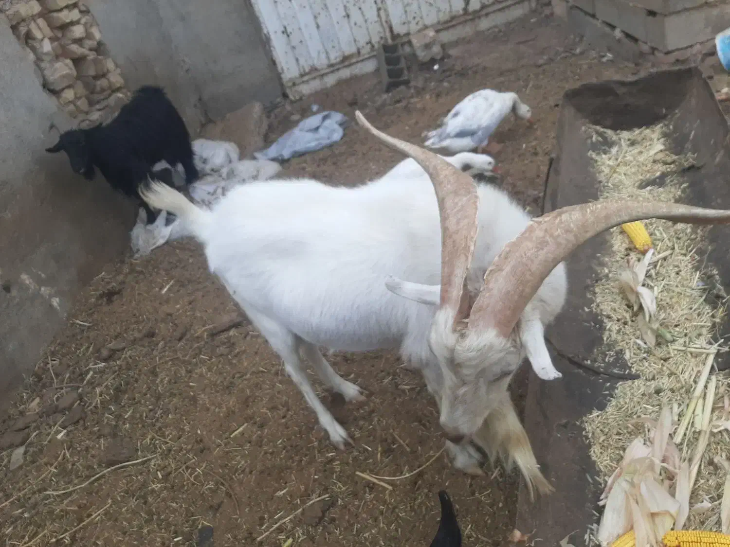 نر بز اصل فرانسوی|حیوانات مزرعه|مشهد, شهرک مهرگان|دیوار