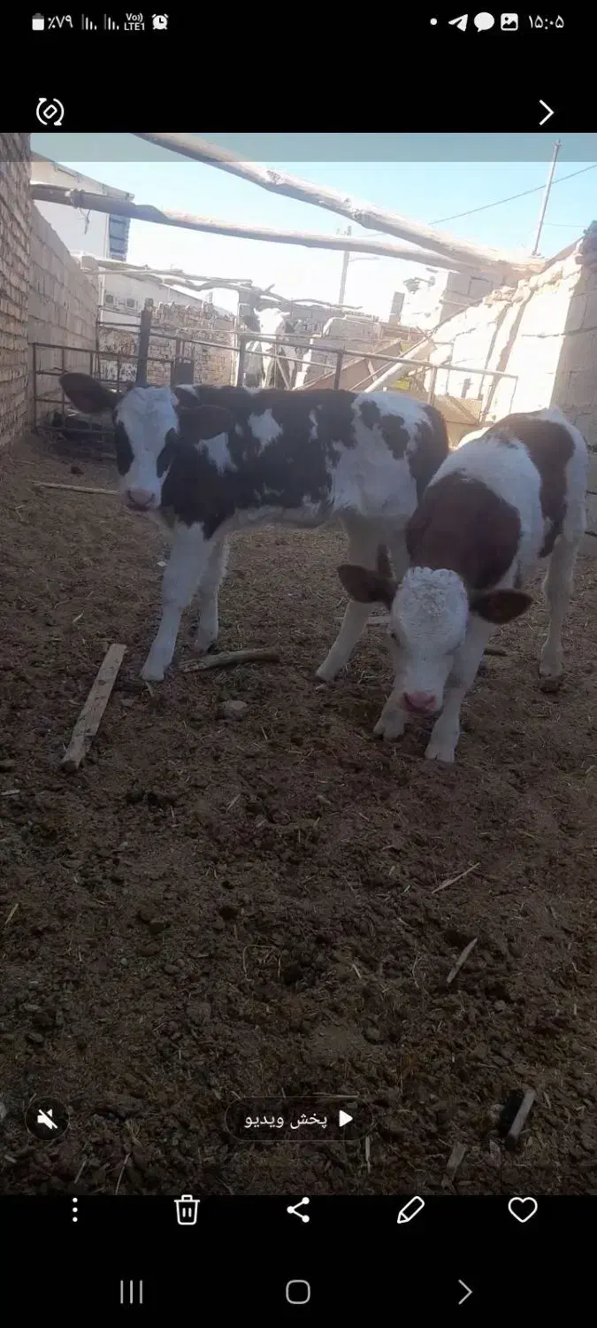 دو عدد گوساله سمینتال|حیوانات مزرعه|سده (خراسان جنوبی), |دیوار