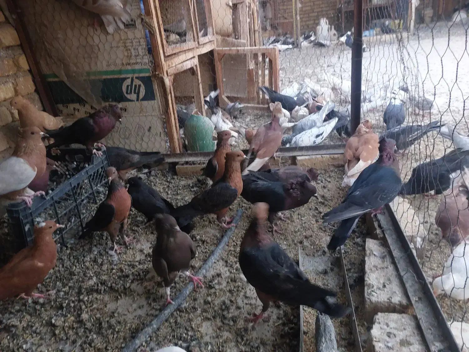 ارشیگل|پرنده|یزد, |دیوار