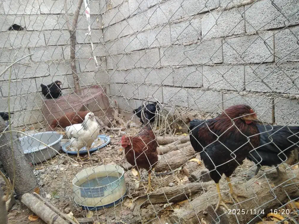 جوجه مرغ ۹ ماهه|حیوانات مزرعه|کوهرنگ, |دیوار