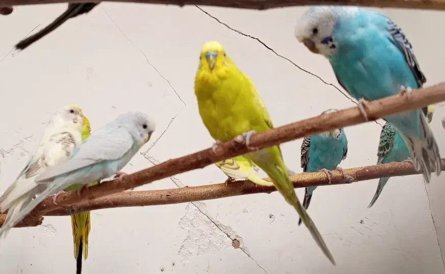 پرنده|پرنده|تربتحیدریه, حیدرآباد|دیوار