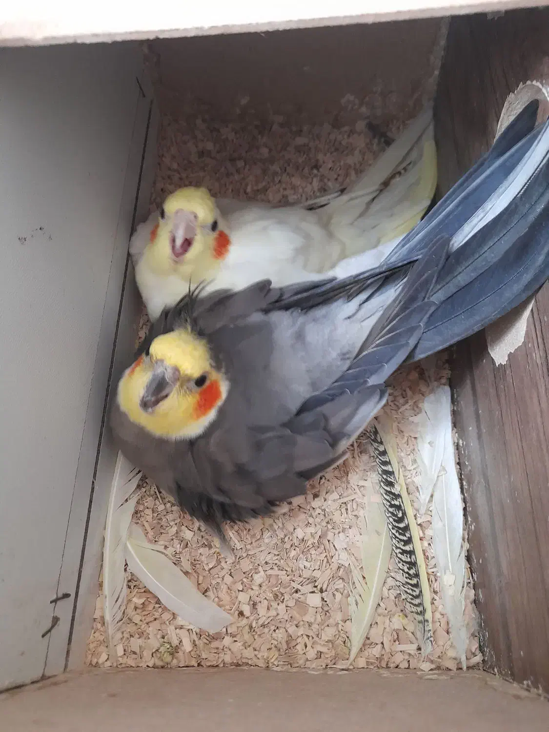 عروس هلندی مولد|پرنده|مرند, |دیوار