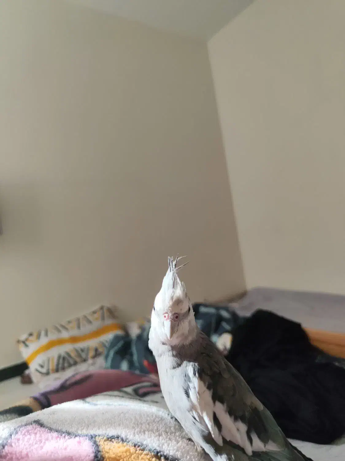 عروس هلندی گمشده|حیوانات|رباط‌کریم, رباط‌کریم|دیوار