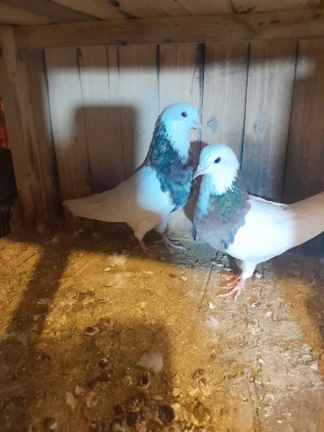 کفتر تزیینی|پرنده|قم, نخودی|دیوار