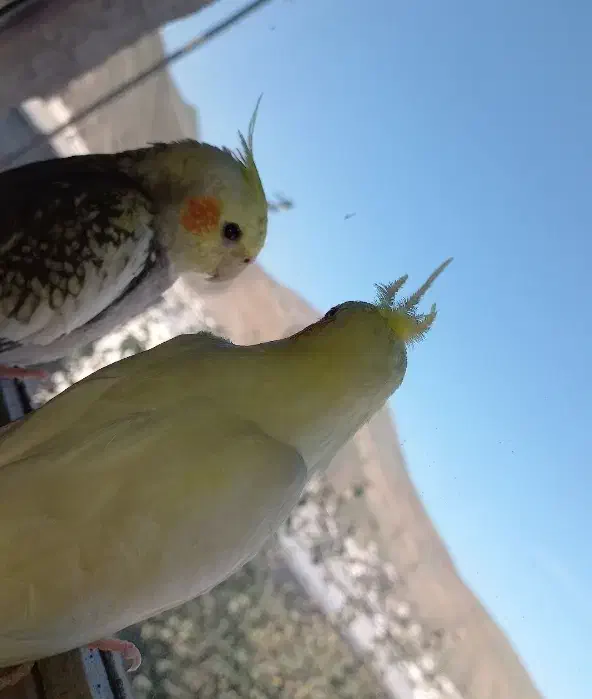 یک جفت عروس هلندی|پرنده|گرمی, |دیوار