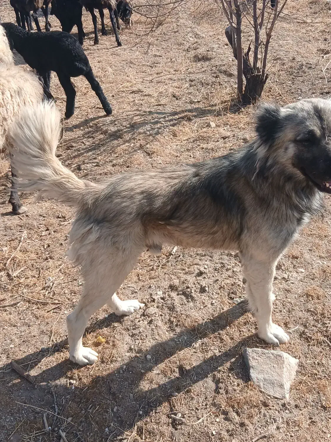 سگ گله ای  دو عدد|سگ|کهک, |دیوار