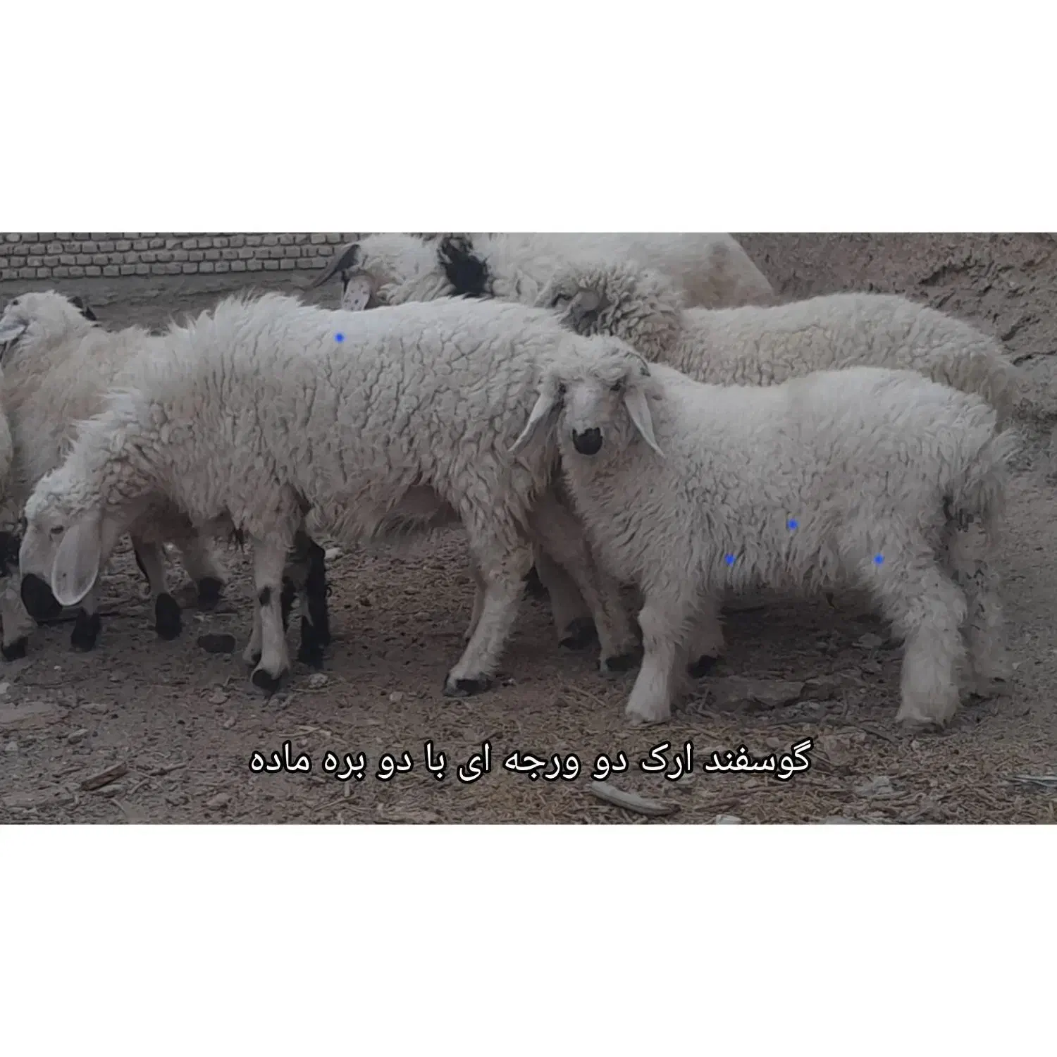 بره نر و ماده چهار عدد|حیوانات مزرعه|زابل, |دیوار