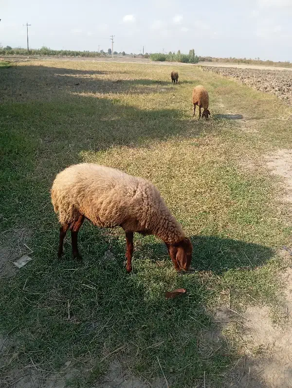 قوچ دوتا میش ابست|حیوانات مزرعه|آزادشهر, |دیوار