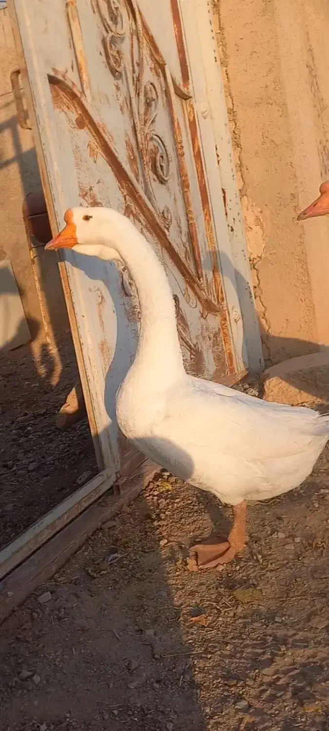 قوغار اصیل|حیوانات مزرعه|بشاریات, |دیوار