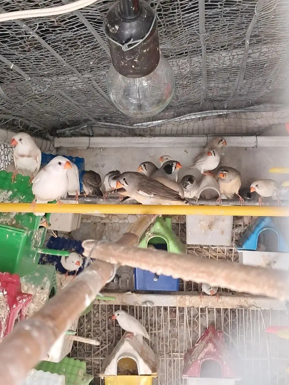 فنچ زبرا در رنگ های مختلف جفتی 500|پرنده|بابلسر, |دیوار