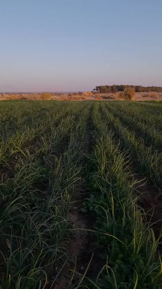 پیازمینروا|حراج|جیرفت, |دیوار