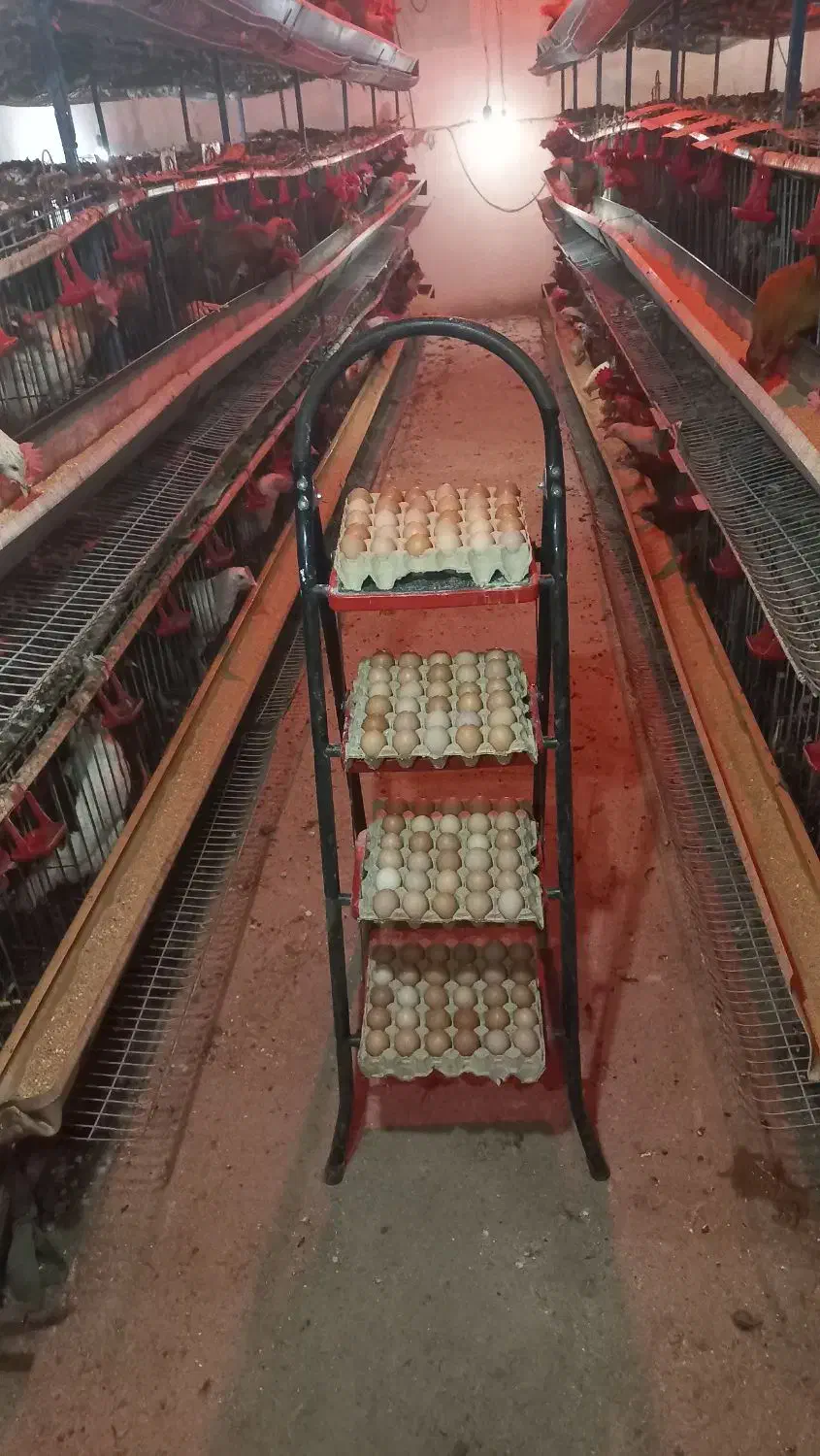 تخم مرغ محلی بهداشتی و مقوی|خوردنی و آشامیدنی|کرج, حصارک پایین|دیوار