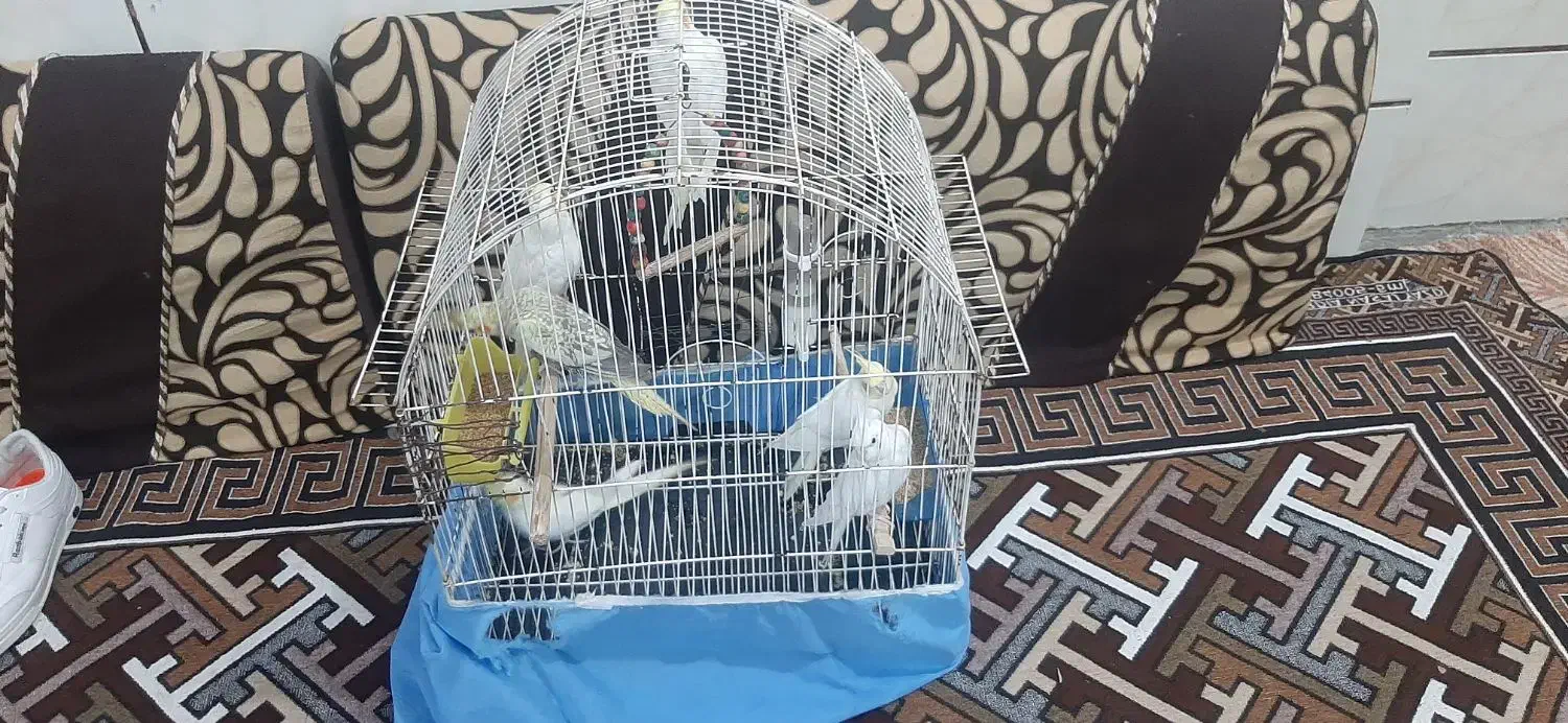 عروس هلندی نر و ماده|پرنده|چمران, |دیوار