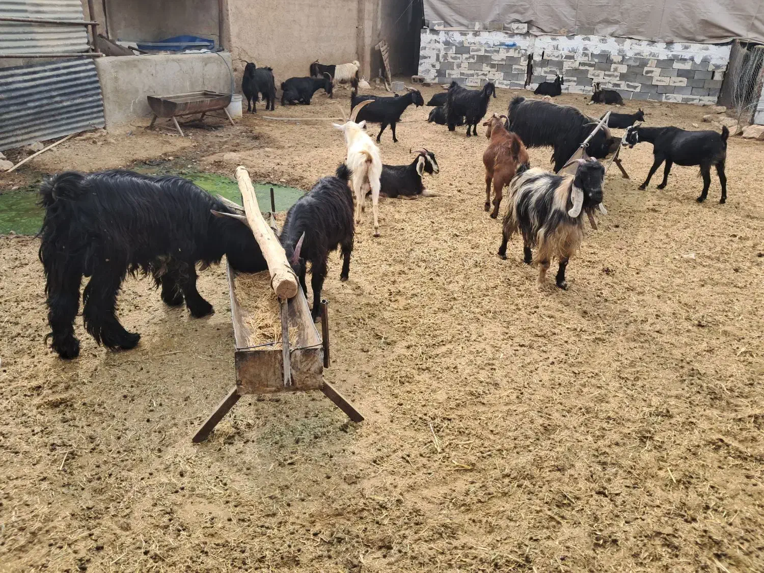 ۲۱راس بز گیسه چبش نر|حیوانات مزرعه|مرودشت, تخت جمشید|دیوار