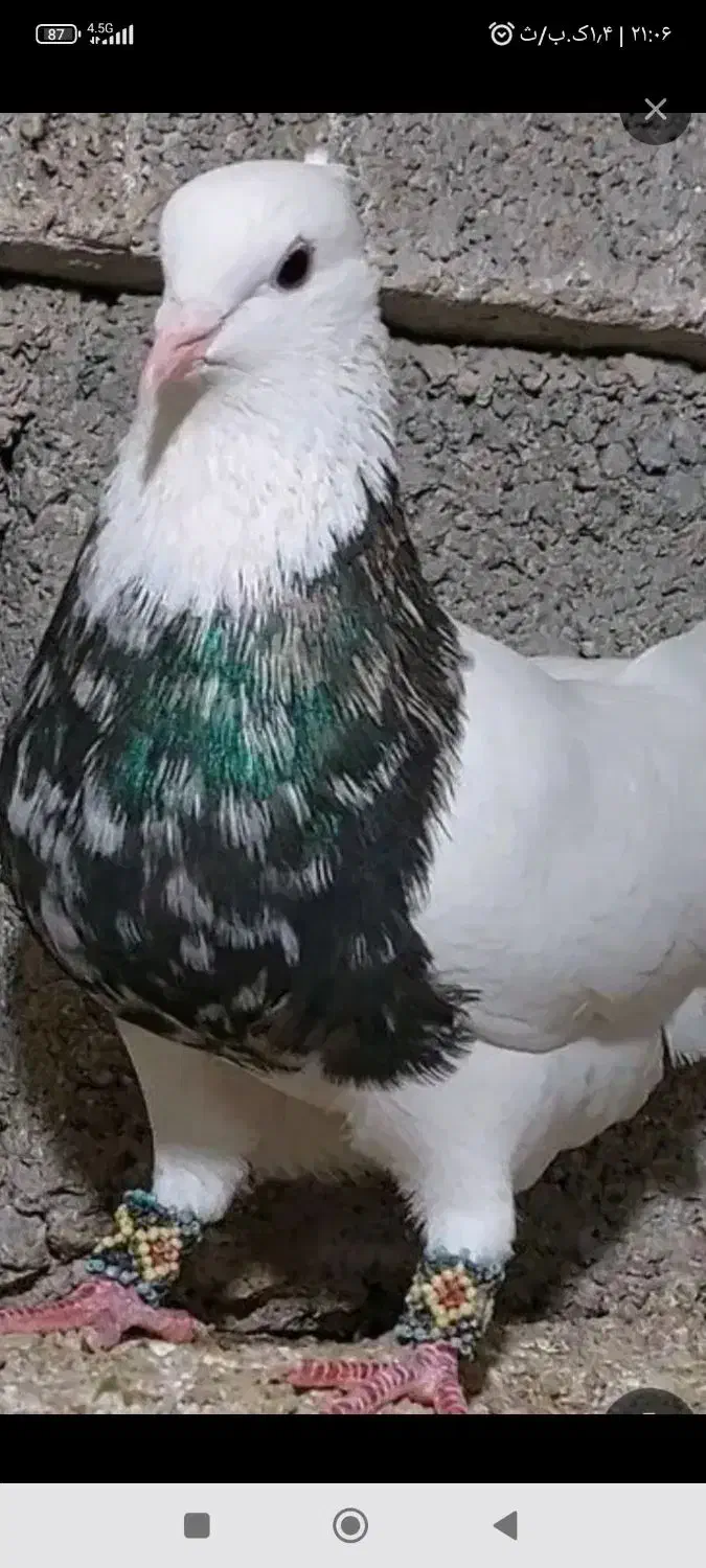 کبوتر گم شده|حیوانات|همدان, |دیوار
