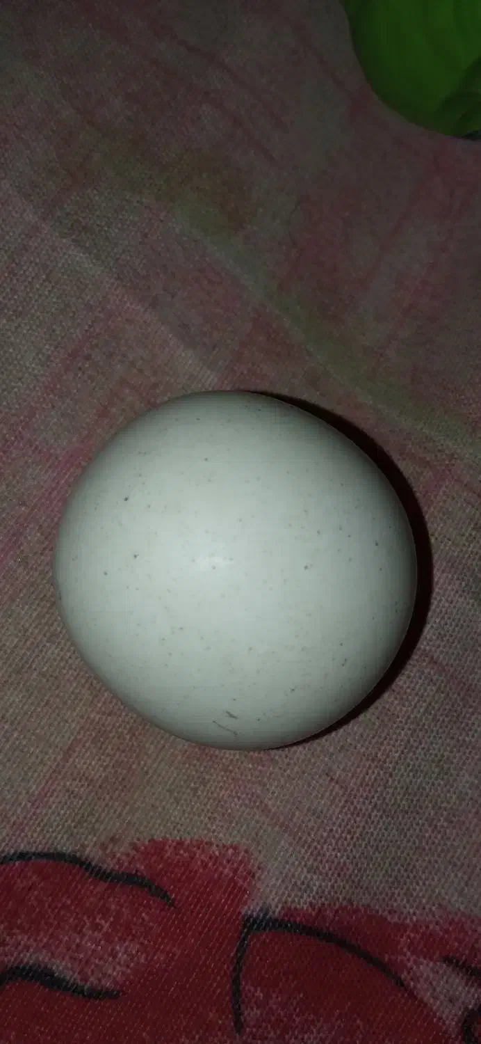 الماس اسیاب|کلکسیون اشیاء عتیقه|بندر گناوه, |دیوار