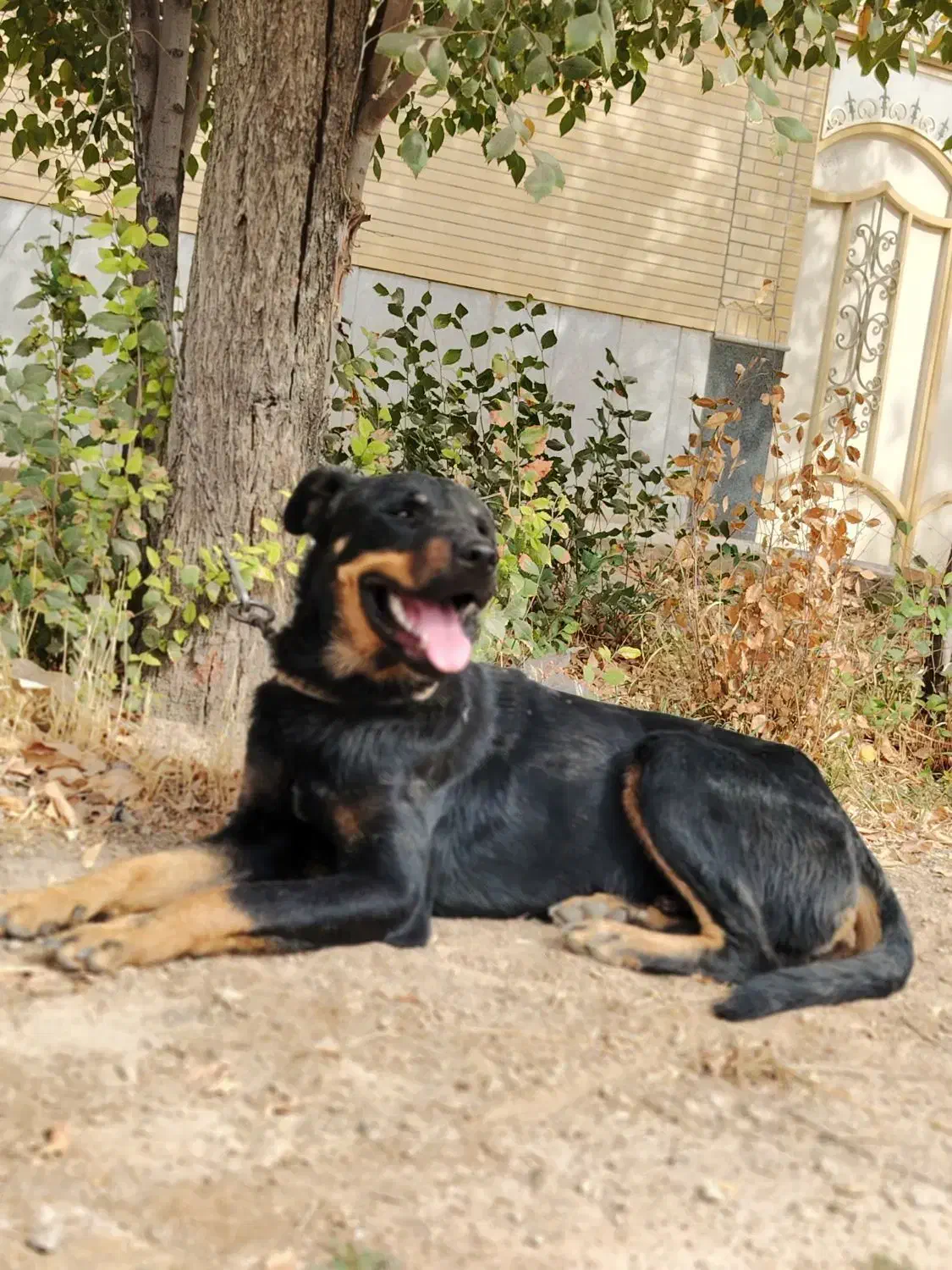 سگ روت وائلر|سگ|شهرضا, |دیوار