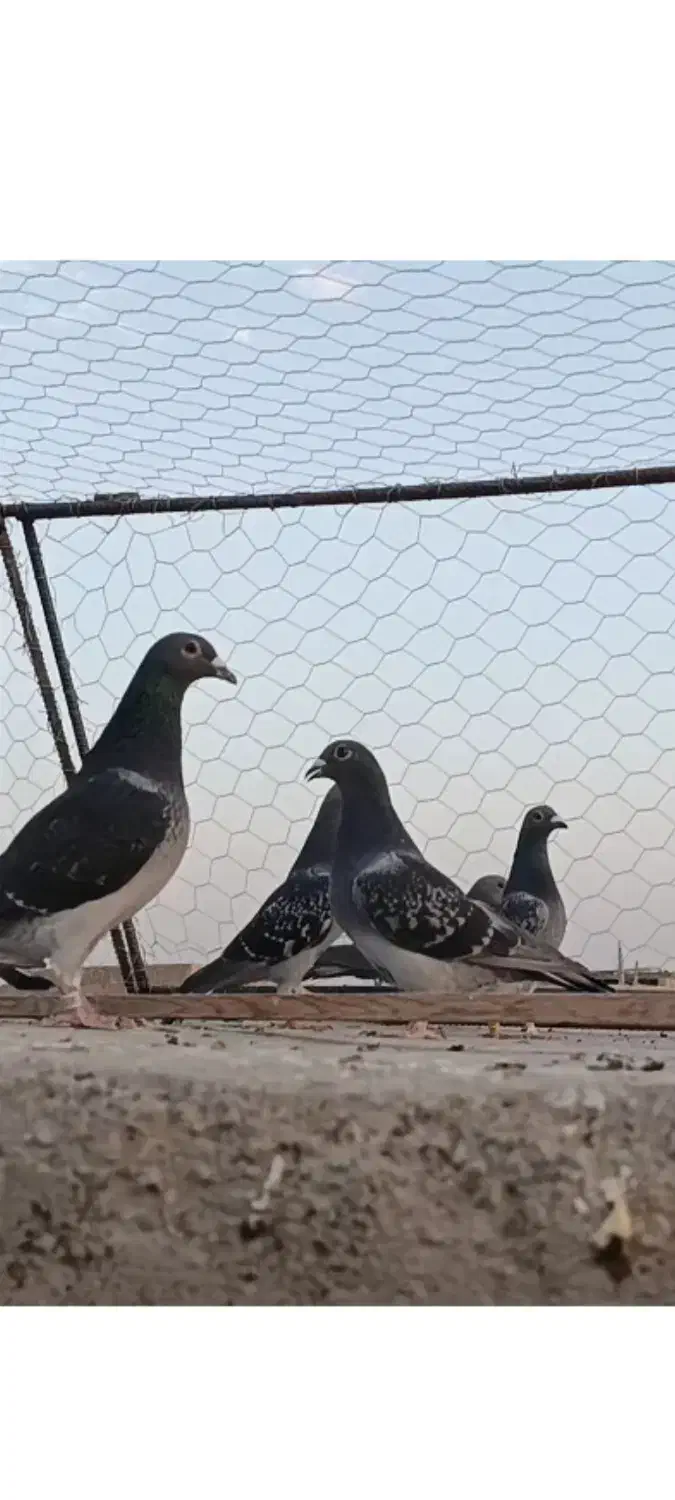 کبوتر .چهار جفت عطیقه مسافتی|پرنده|هامون, |دیوار