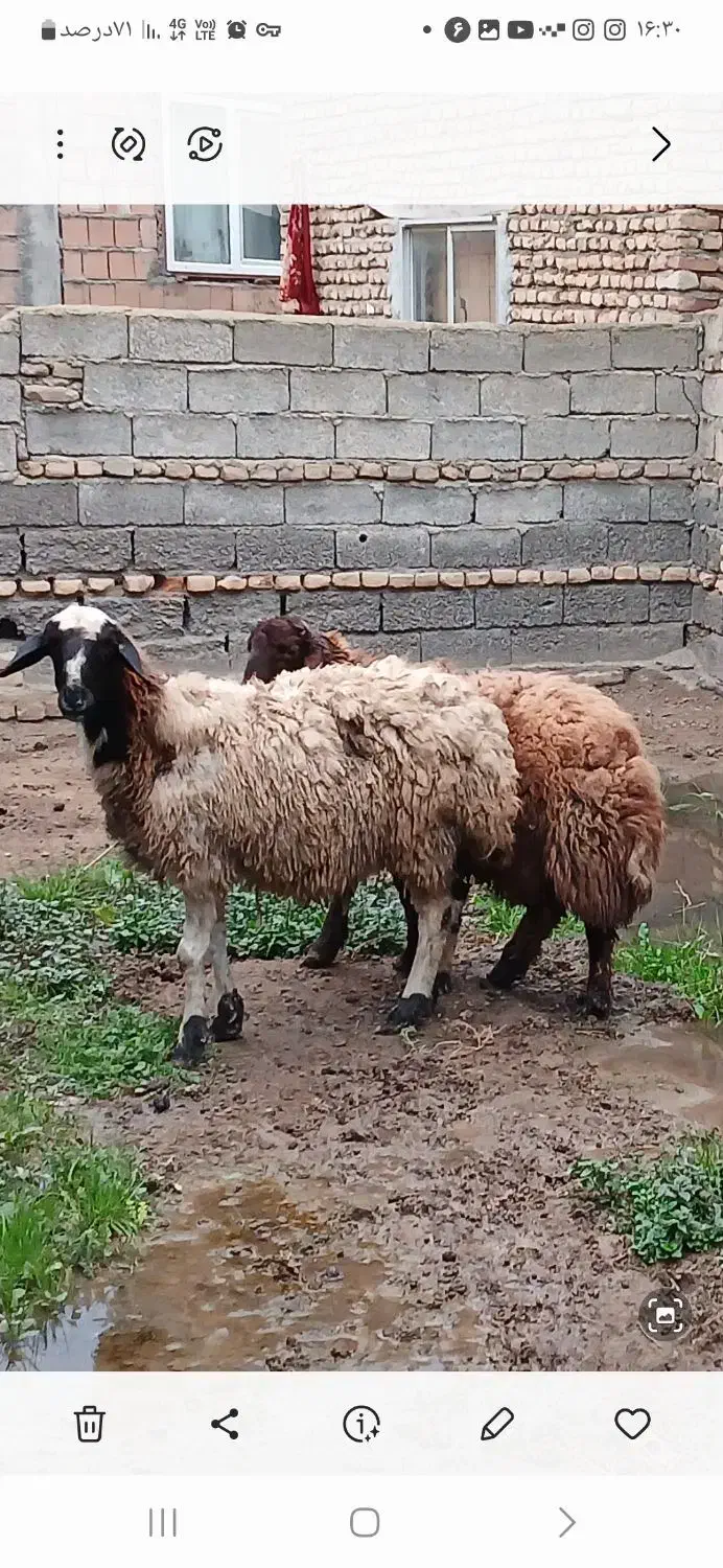 فروش گوسفند نر و ماده|حیوانات مزرعه|گمیشان, |دیوار