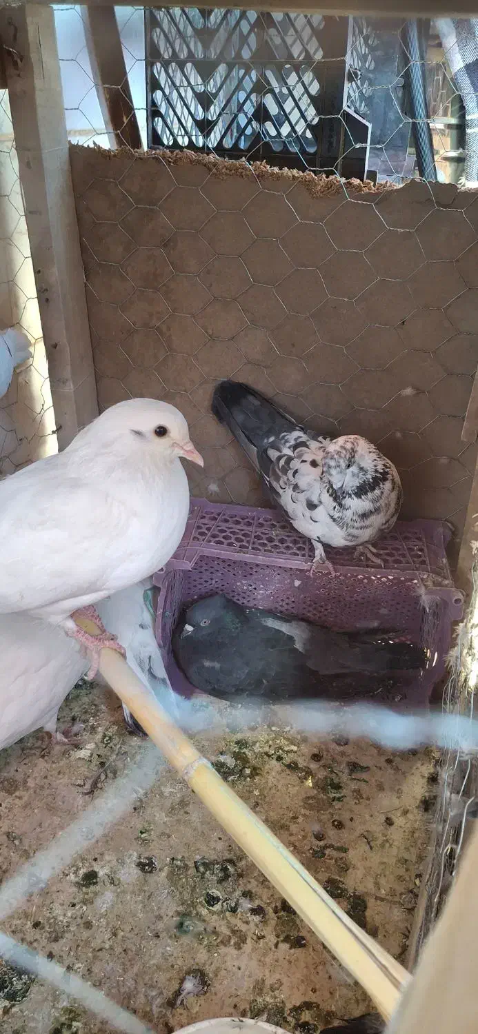 فروش تعدادی کفتر|پرنده|محلات, |دیوار