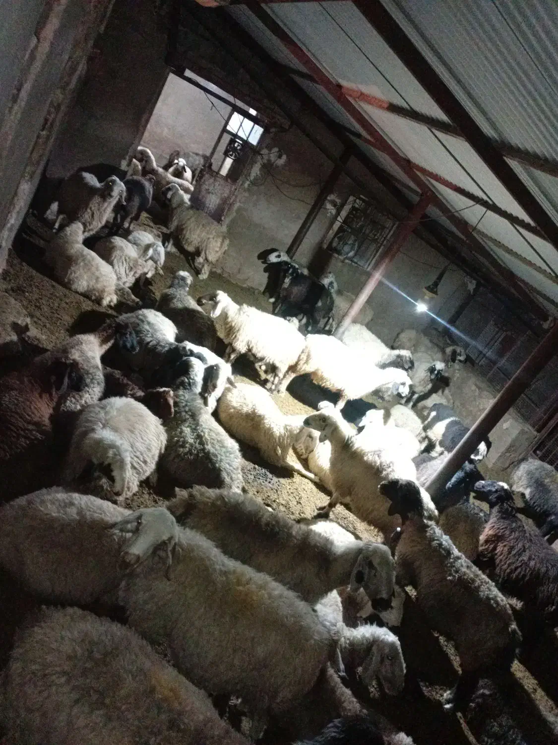 میش ترکی بختیاری|حیوانات مزرعه|چیتاب, |دیوار