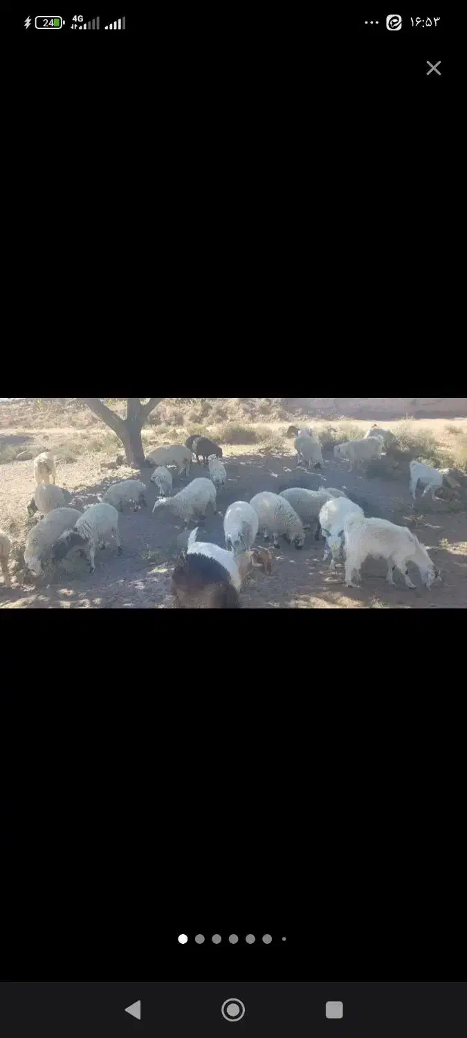 گوسفند (بز و نری) نقدی|حیوانات مزرعه|ارزوئیه, |دیوار