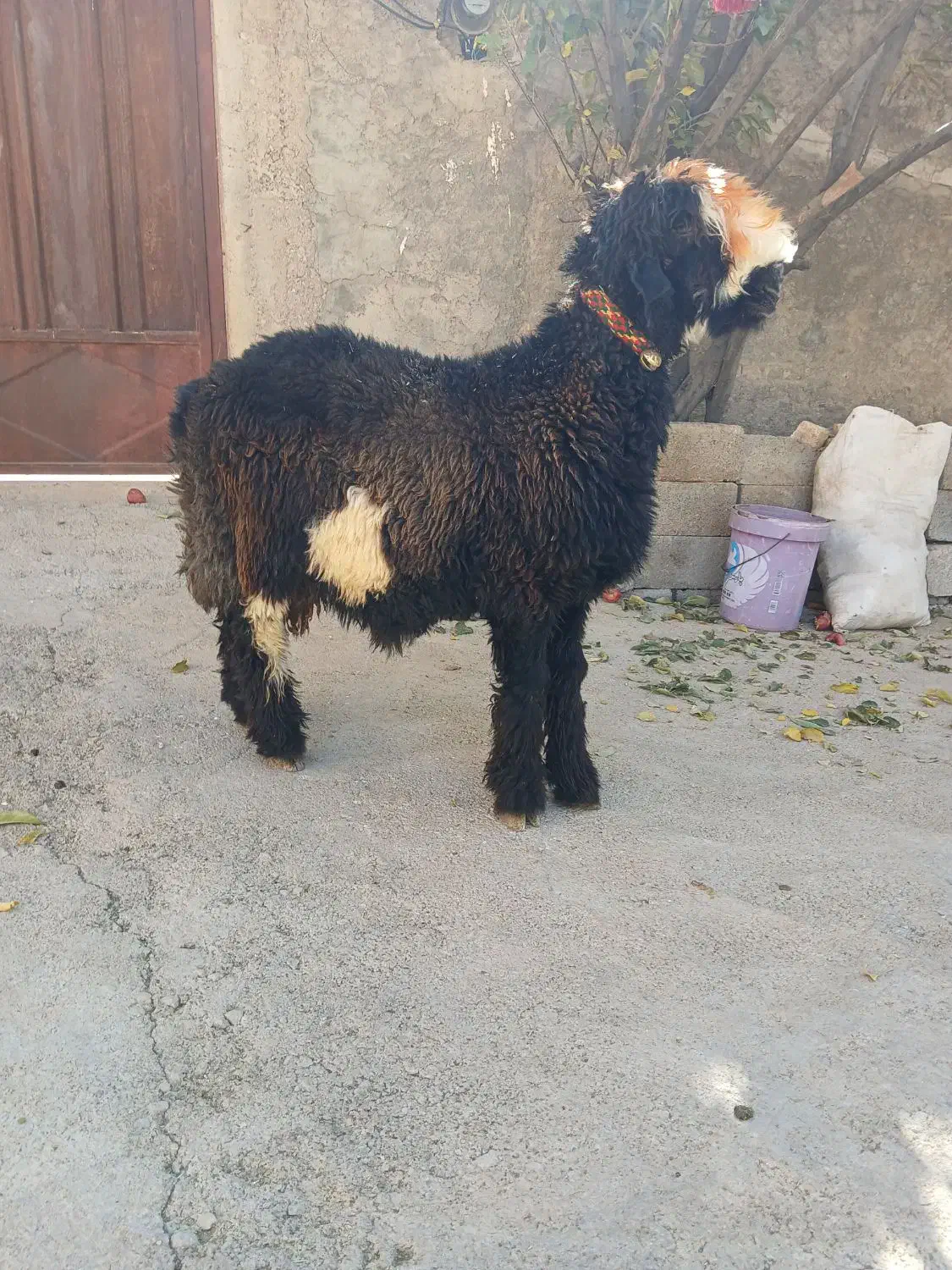 بره تخمی رگ دار|حیوانات مزرعه|کوهرنگ, |دیوار