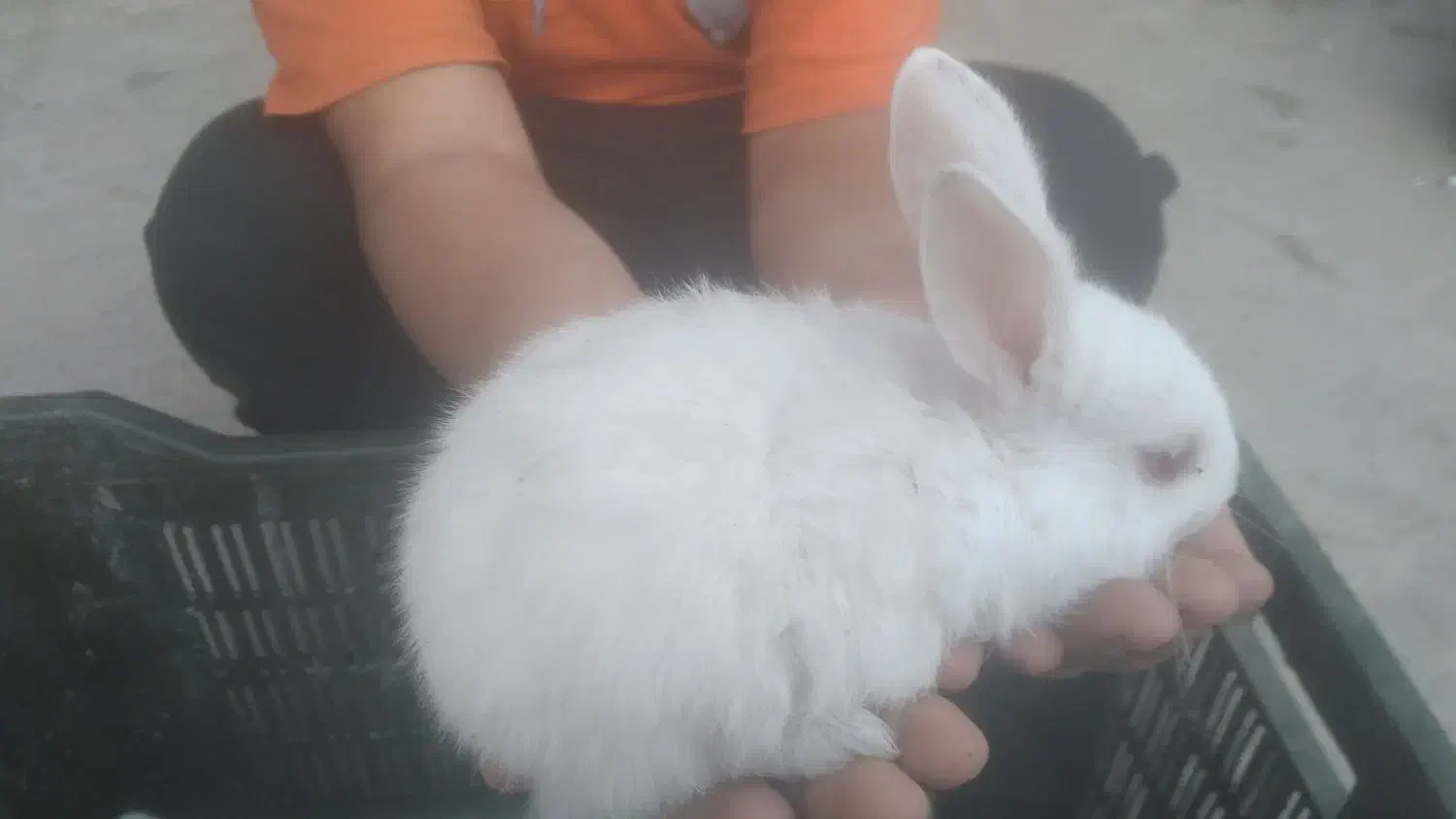 خرگوش کوچک|موش و خرگوش|شوشتر, |دیوار