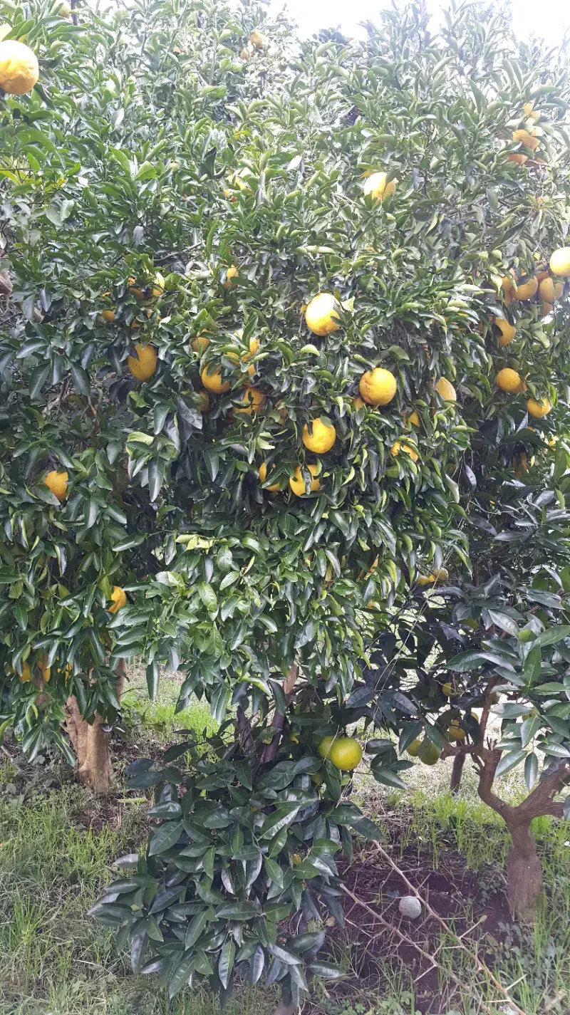 باغ مرکبات واقع در روستای اوشیان چابکسر|فروش زمین و ملک کلنگی|چابکسر, |دیوار