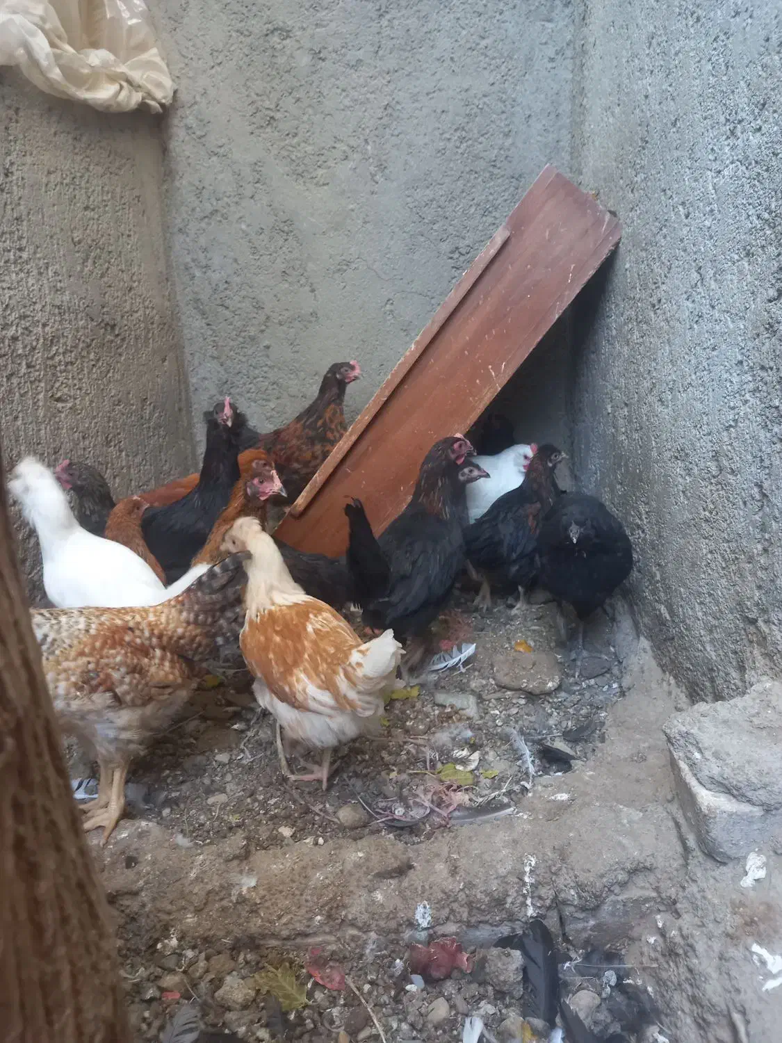 نوچه رسمی|حیوانات مزرعه|کهک, |دیوار