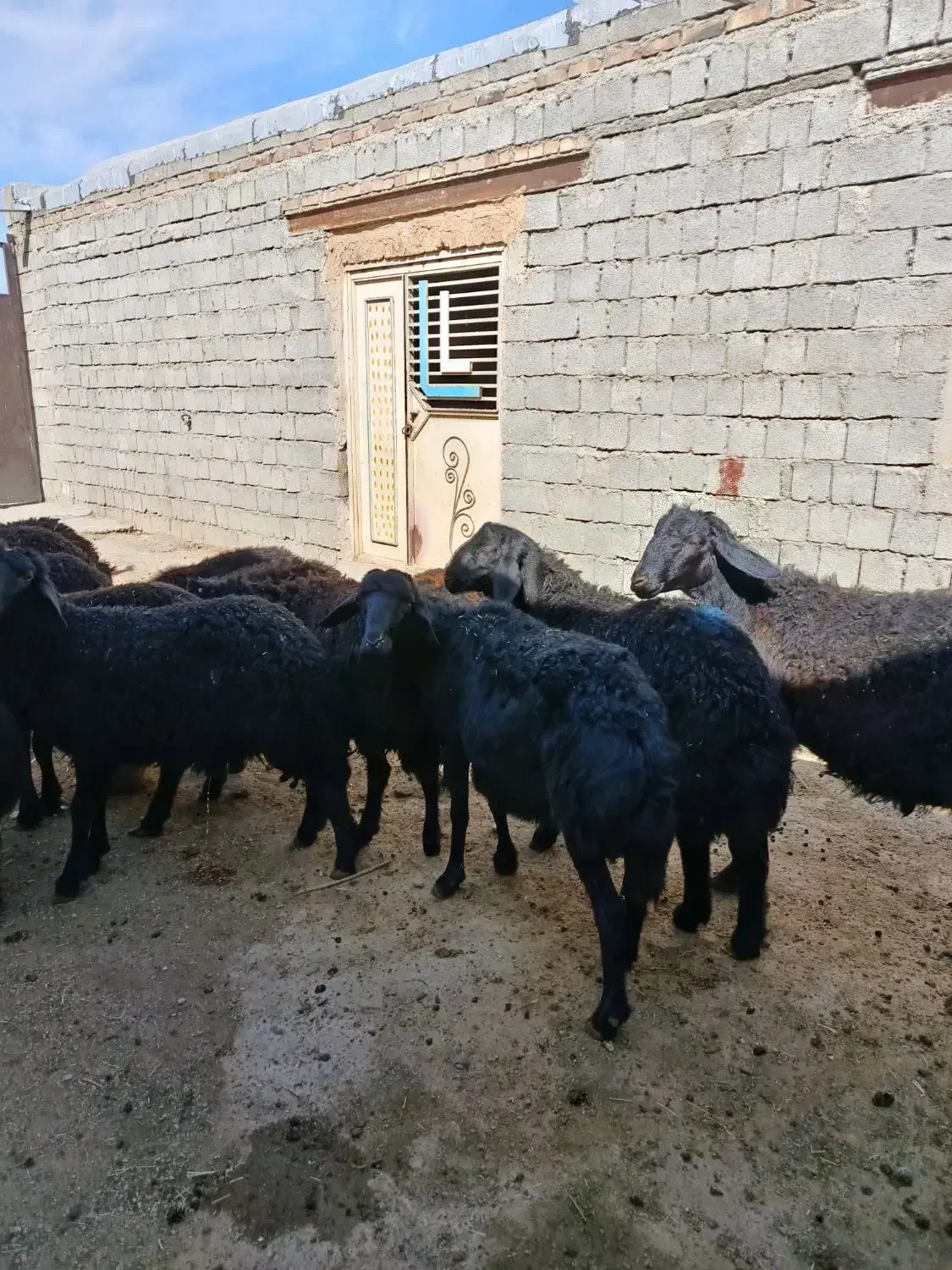 بره نر قره قزل اصل|حیوانات مزرعه|شاهین دژ, |دیوار