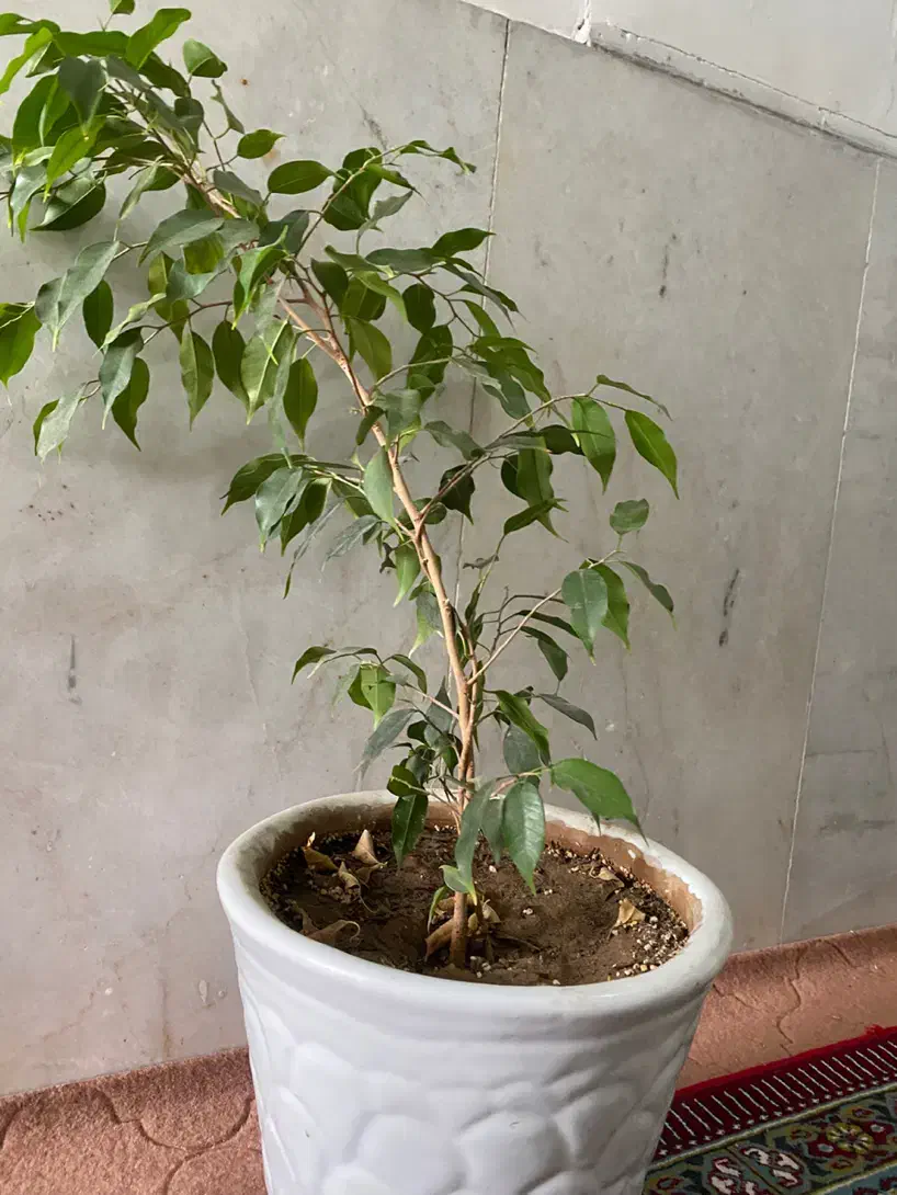 بنجامین ابلق و سبز|گل و گیاه طبیعی|فسا, |دیوار