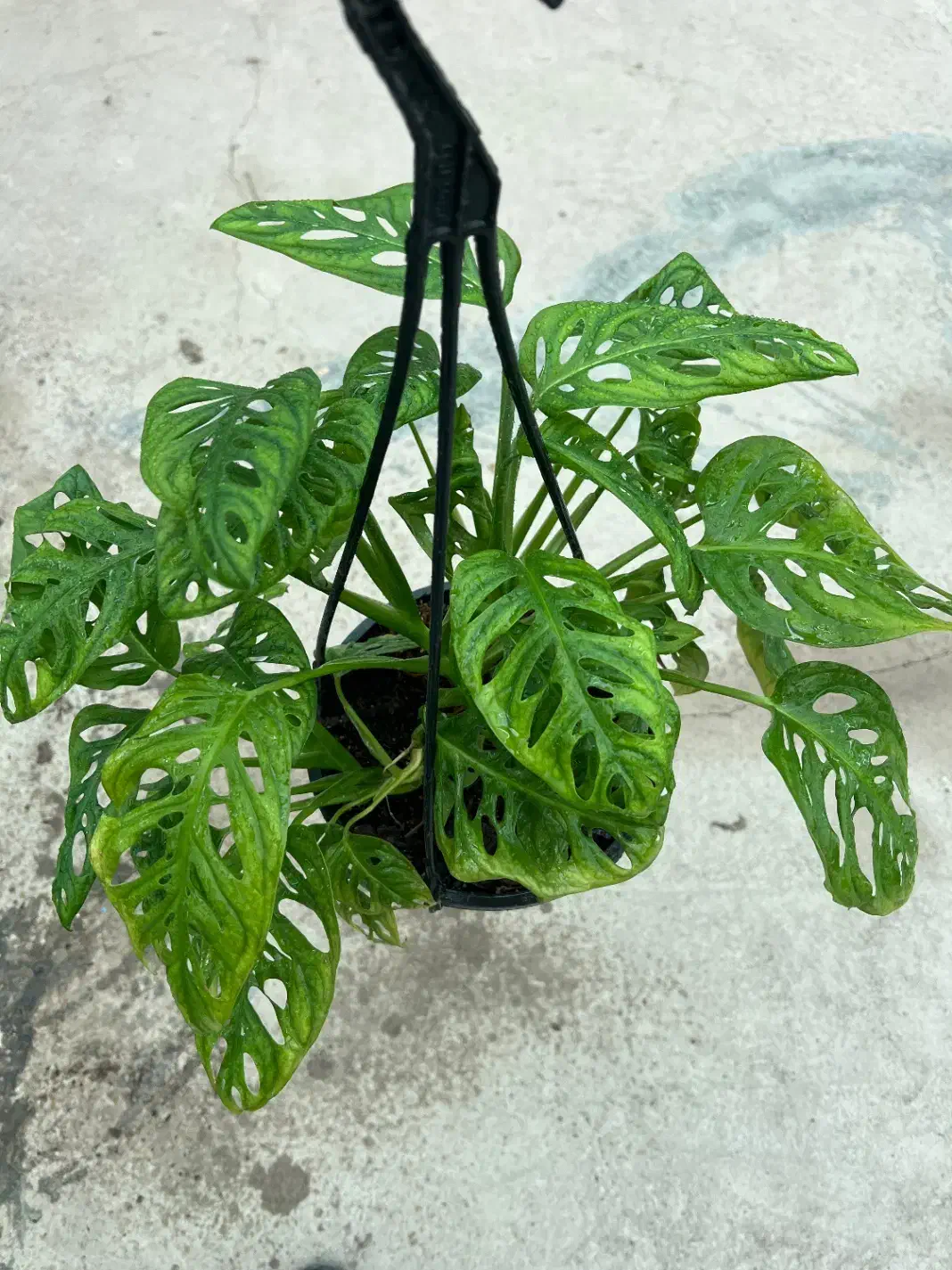 پتوس سبز، نئون ، ارتشی ،حصیری ،مرمری|گل و گیاه طبیعی|رشت, بیجارپس|دیوار