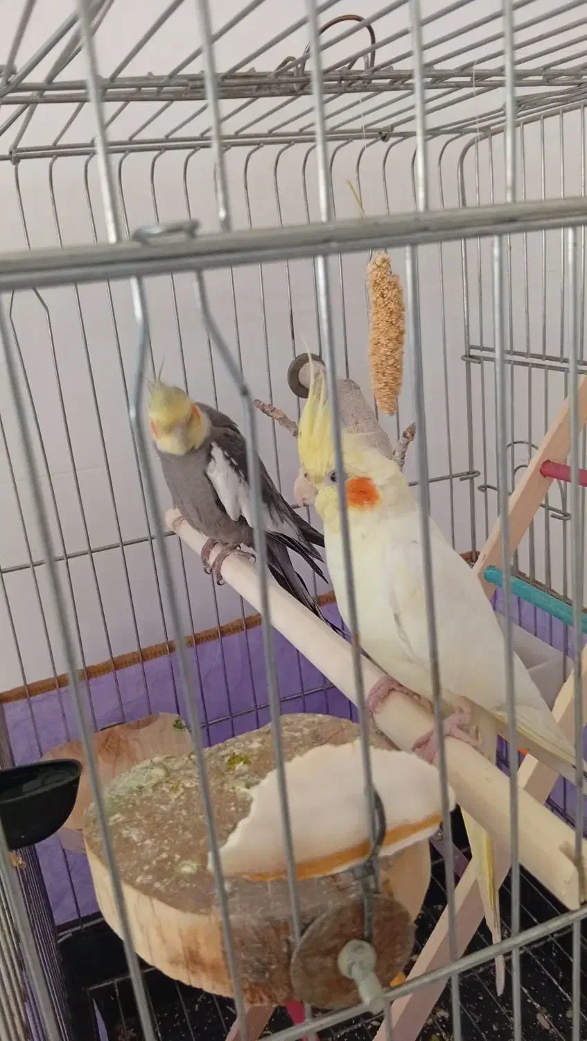 یه جفت عروس هلندی|پرنده|مشکین‌دشت, |دیوار