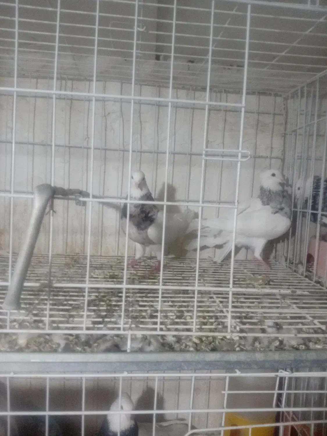 ۲عدد طوقی ماده درجه ۱|پرنده|دره شهر, |دیوار