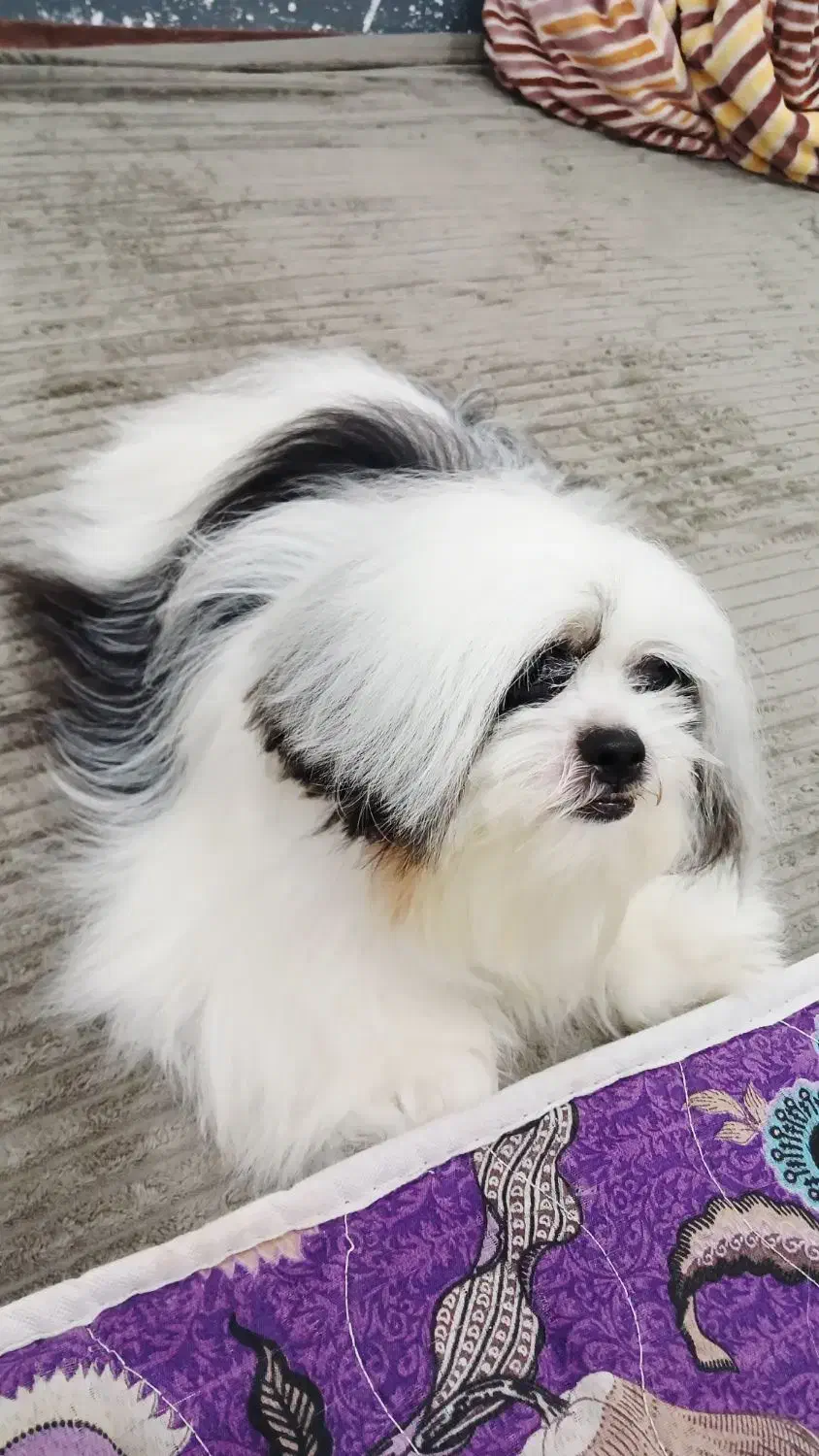 شیتزو|سگ|بوشهر, |دیوار