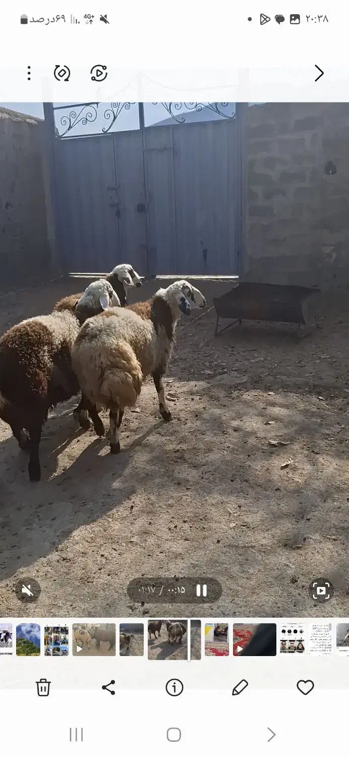 بره قوچ|حیوانات مزرعه|اراک, |دیوار